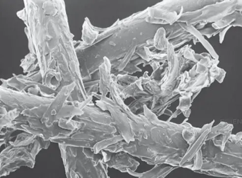 Figura 2. Microscopía de alérgenos en la caspa y pelo