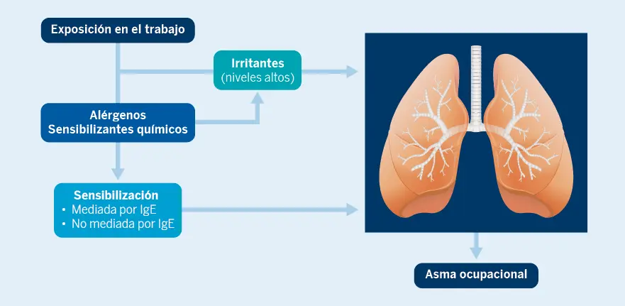 Figura 2. Mecanismos implicados en la patogenia del asma ocupacional