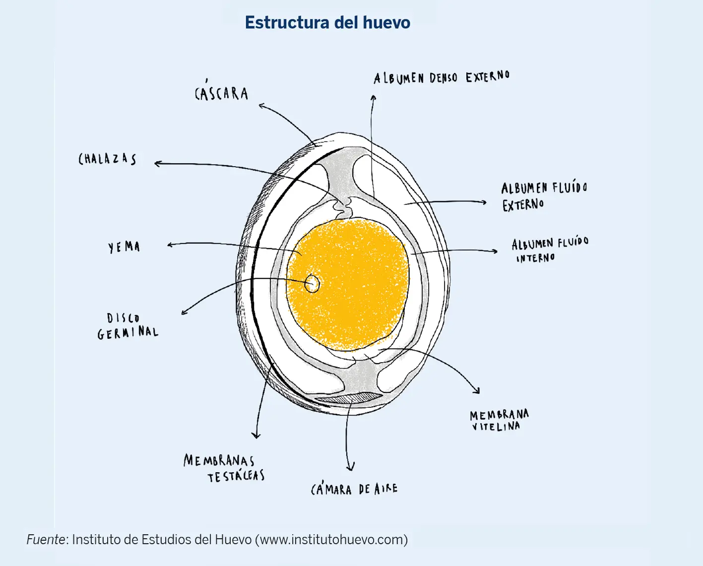 Figura 1. Estructura del huevo