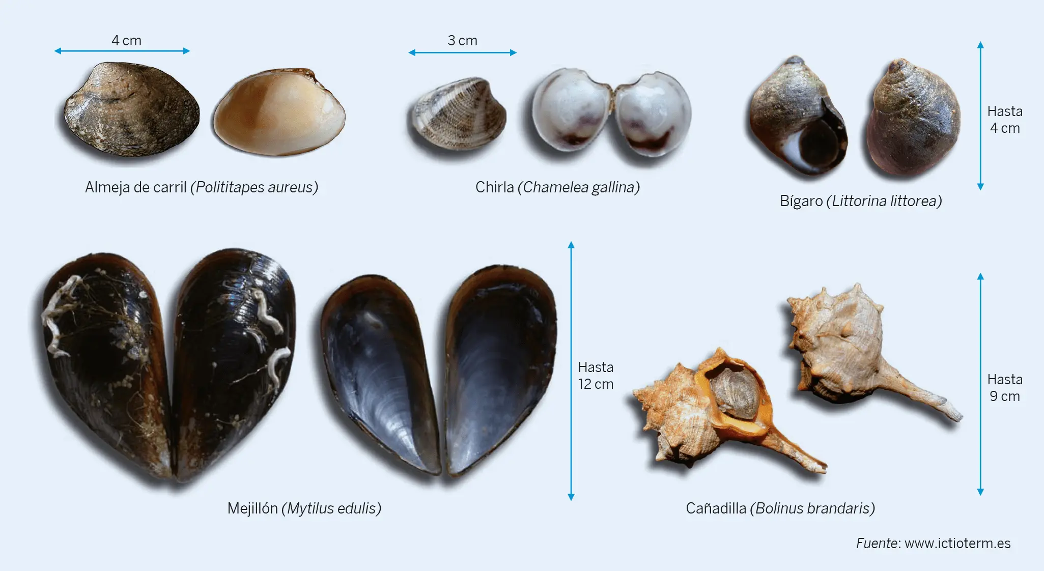 Figura 3. Especies de moluscos bivalvos y gasterópodos de consumo frecuente en España