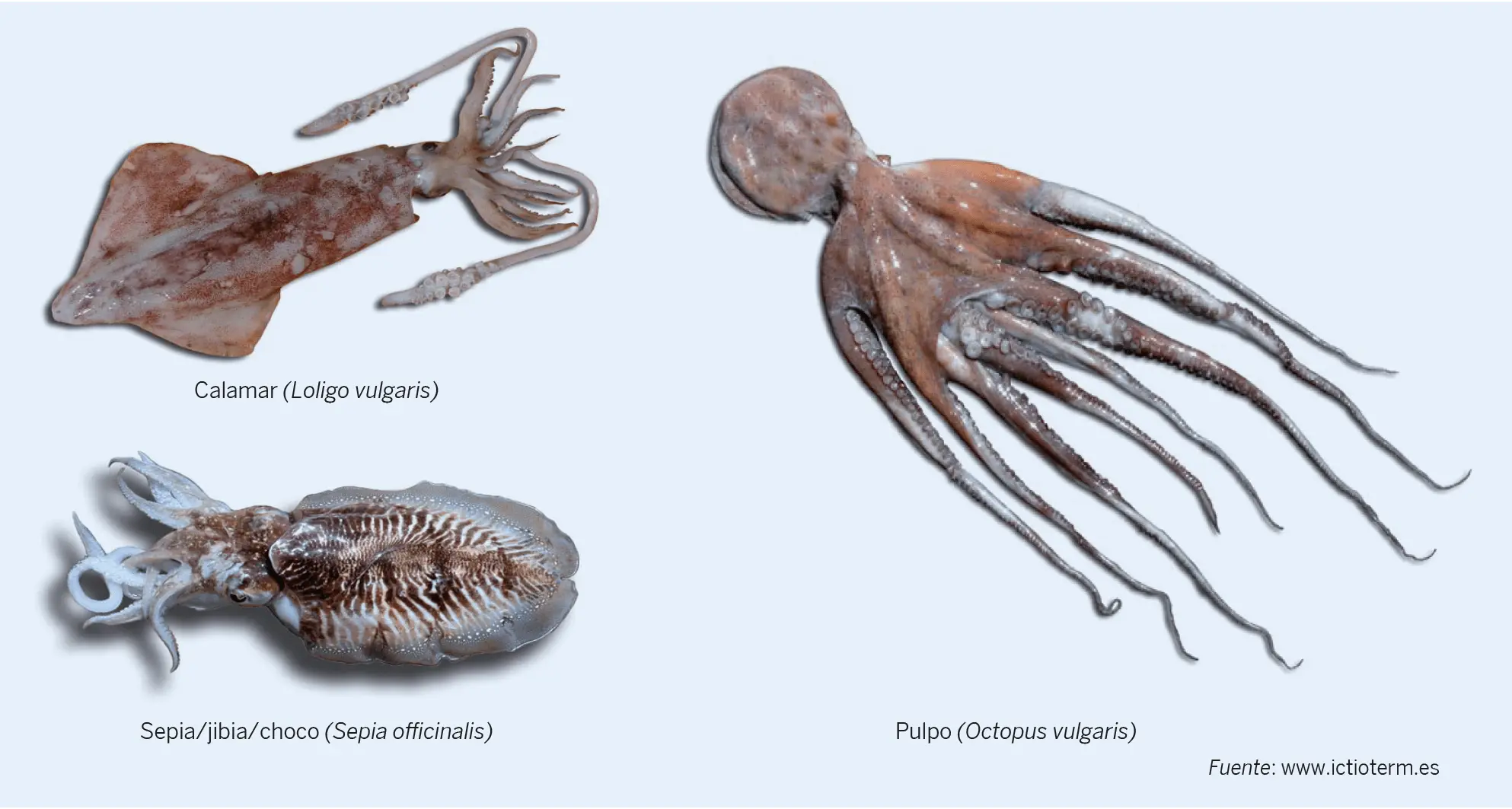 Figura 4. Especies de moluscos cefalópodos de consumo frecuente en España