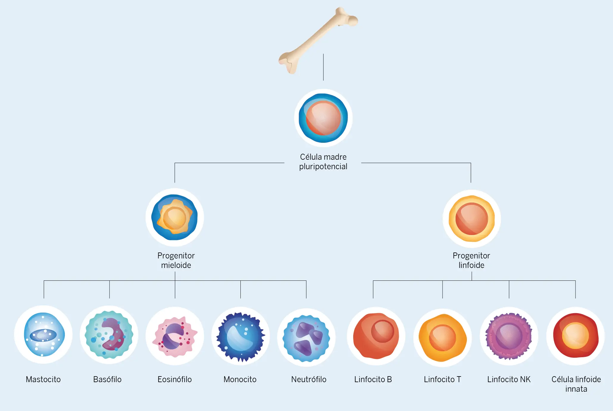 Figura 3. Origen de las células del sistema inmunitario en la médula ósea