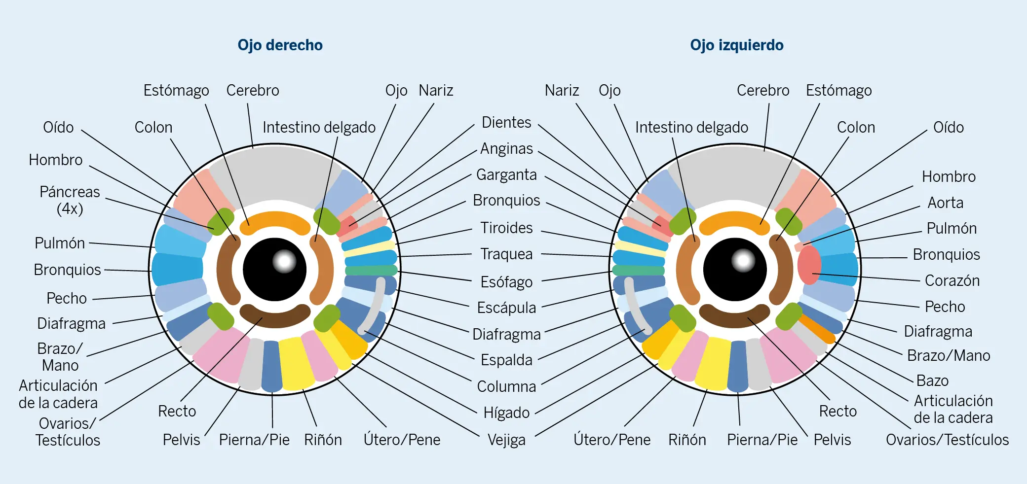 Figura 4. Mapa con las regiones del iris empleado en la iridología para el diagnóstico de las enfermedades