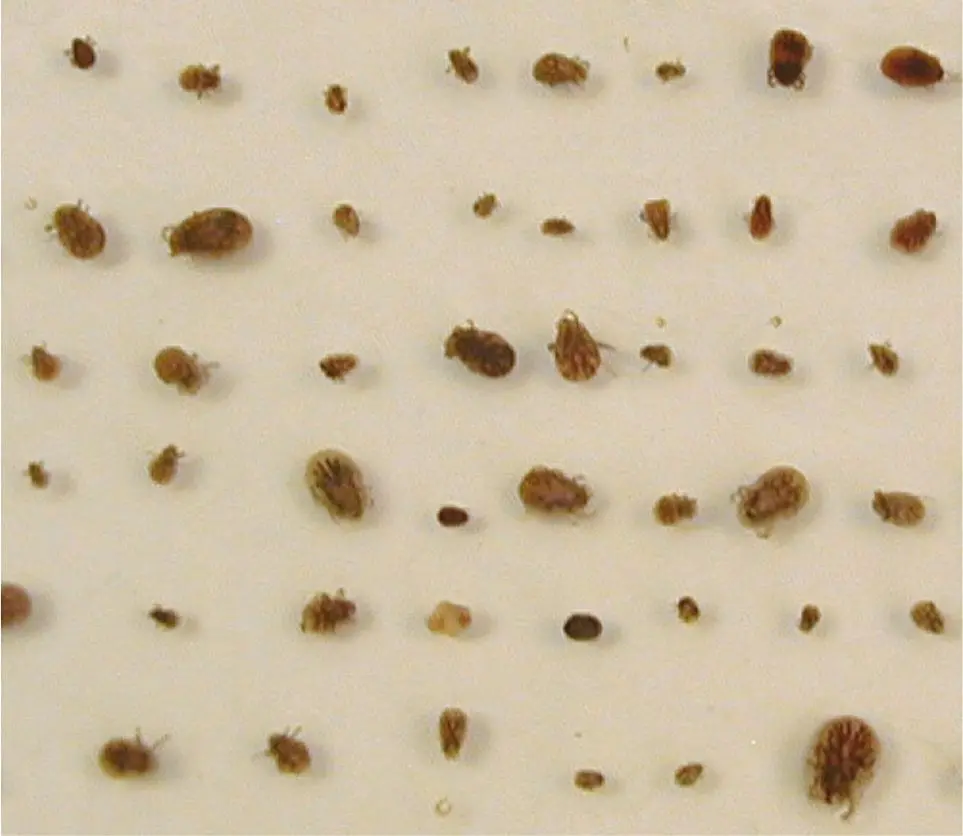 Figura 3. Garrapatas encontradas en la pared de un ático de un paciente alérgico a las picaduras