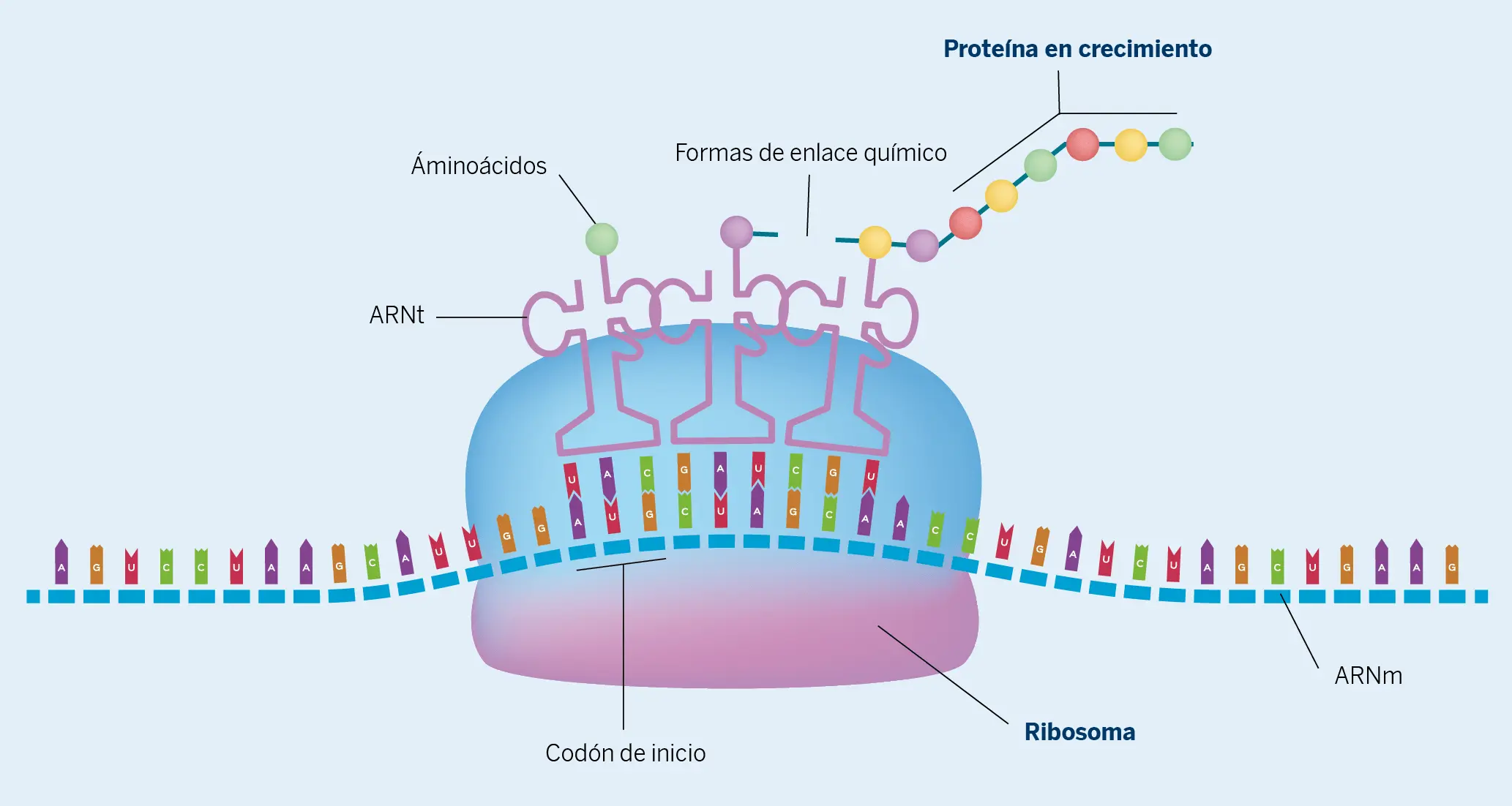 Figura 4. Ribosoma fabricando proteínas