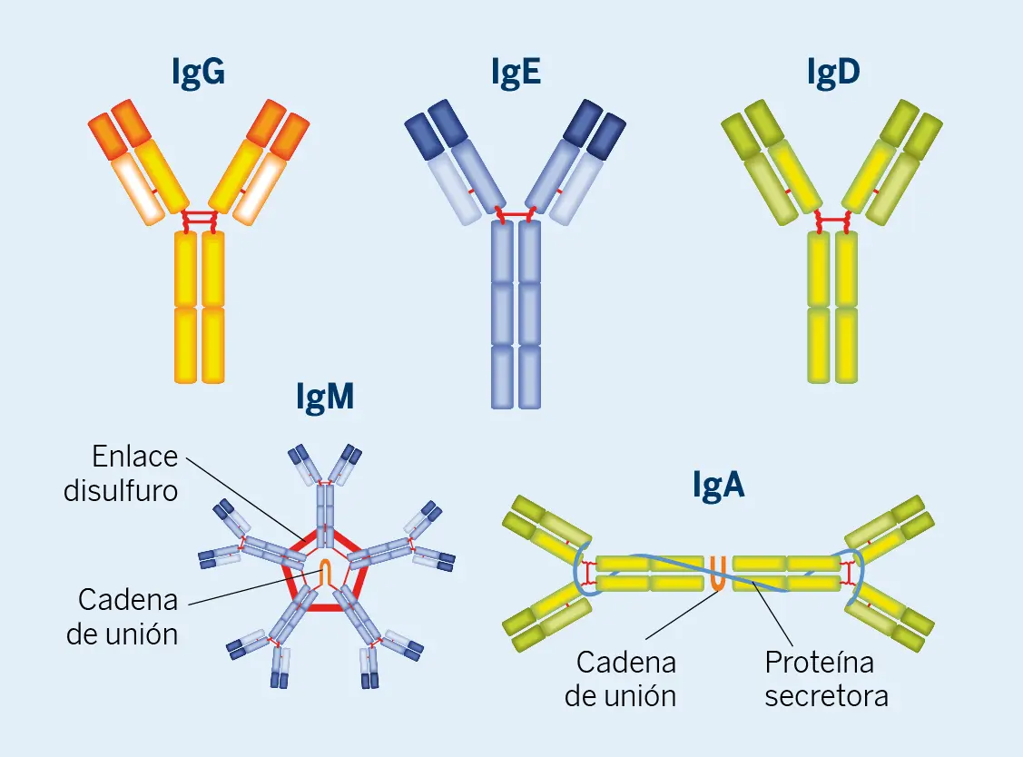 Diferentes tipos de inmunoglobulinas: IgG, IgE, IgD, IgM e IgA.