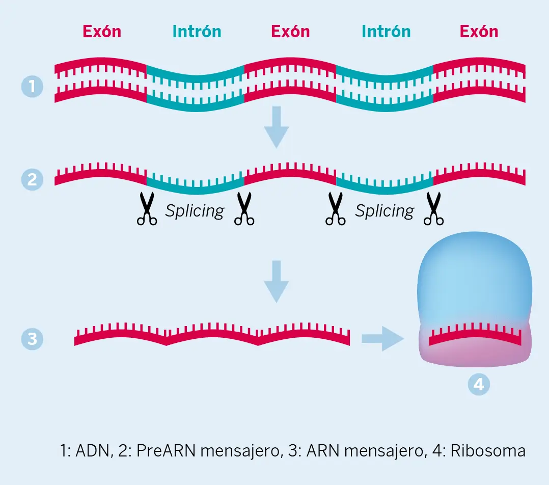 Figura 1. Representación esquemática de la formación del ARN mensajero a través de intrones y exones de un gen