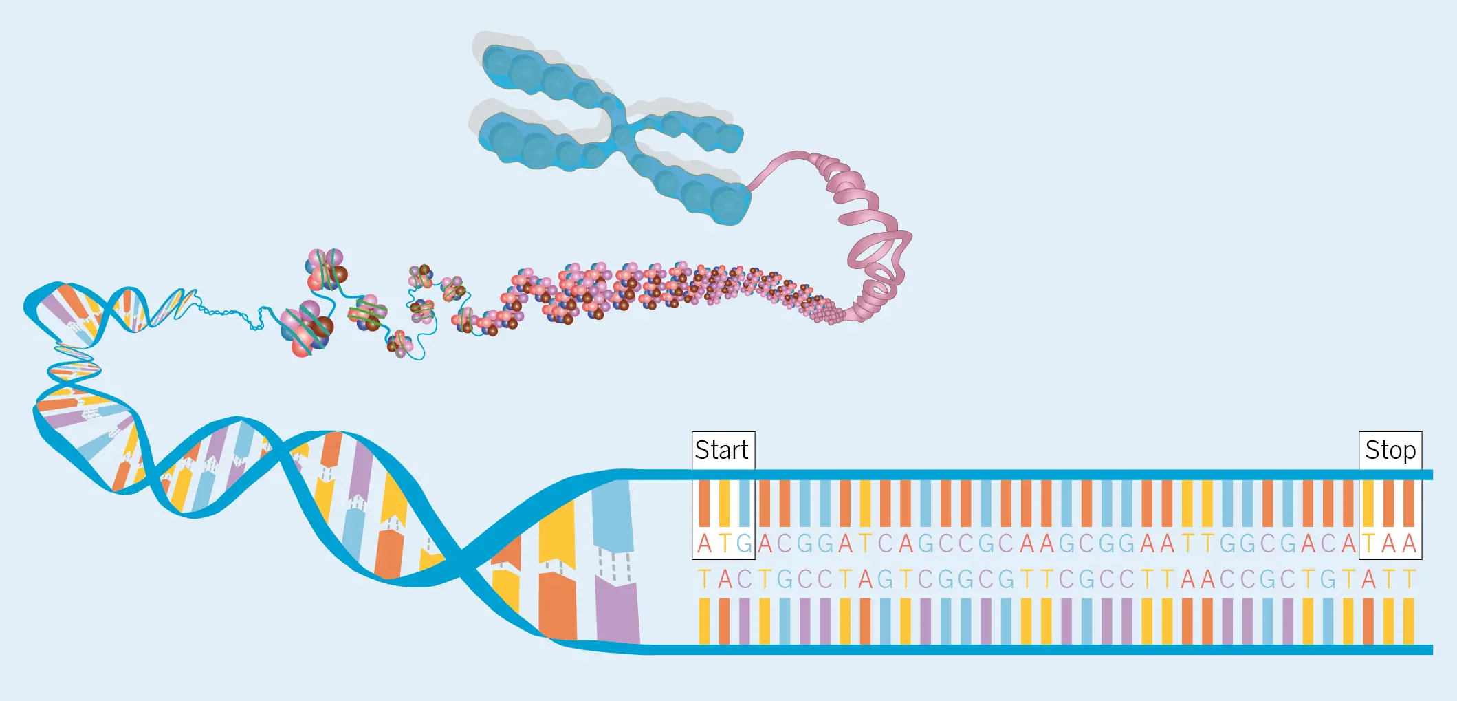 Figura 2. Representación esquemática de un cromosoma que muestra la secuencia genética con las señales de inicio (start) y parada (stop) de la traducción a proteína