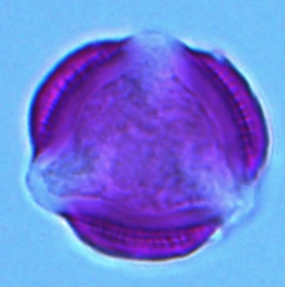 Microscopio óptico - Artemisia