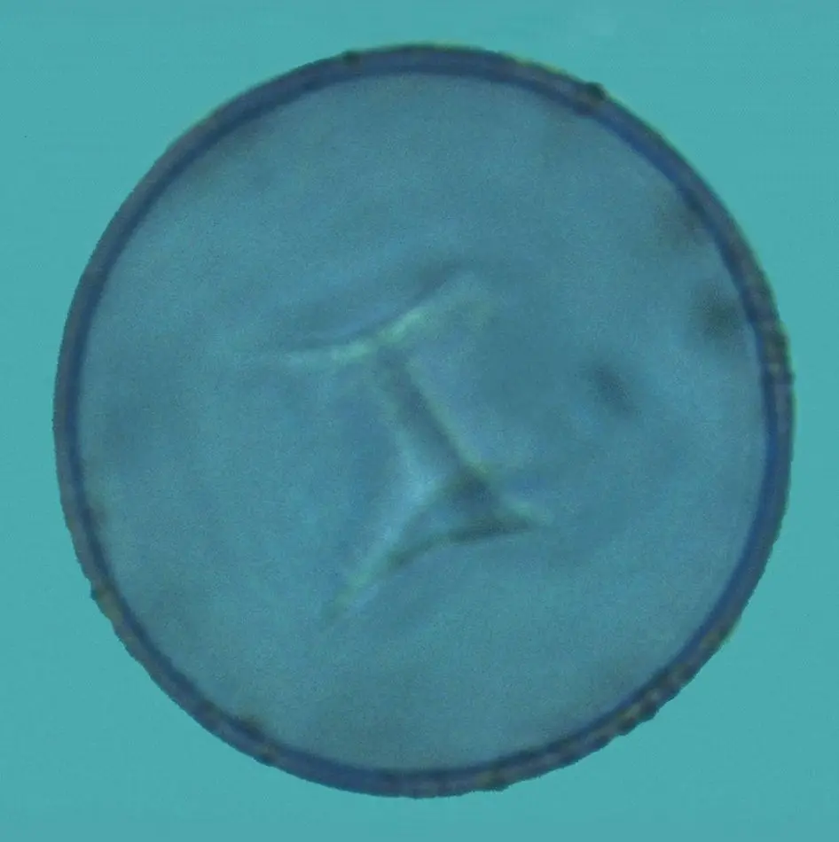 Microscopio óptico - Cupresáceas
