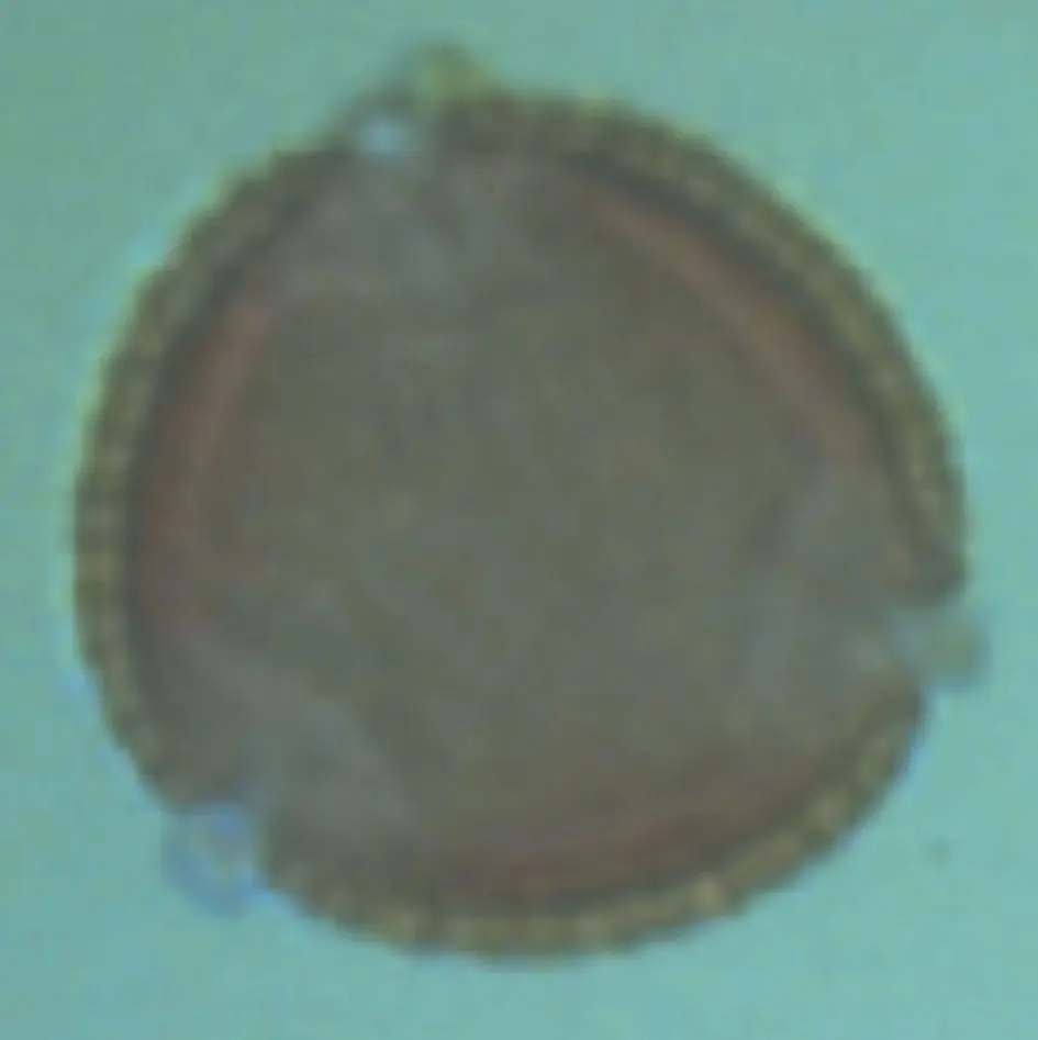 Microscopio óptico - Olivo