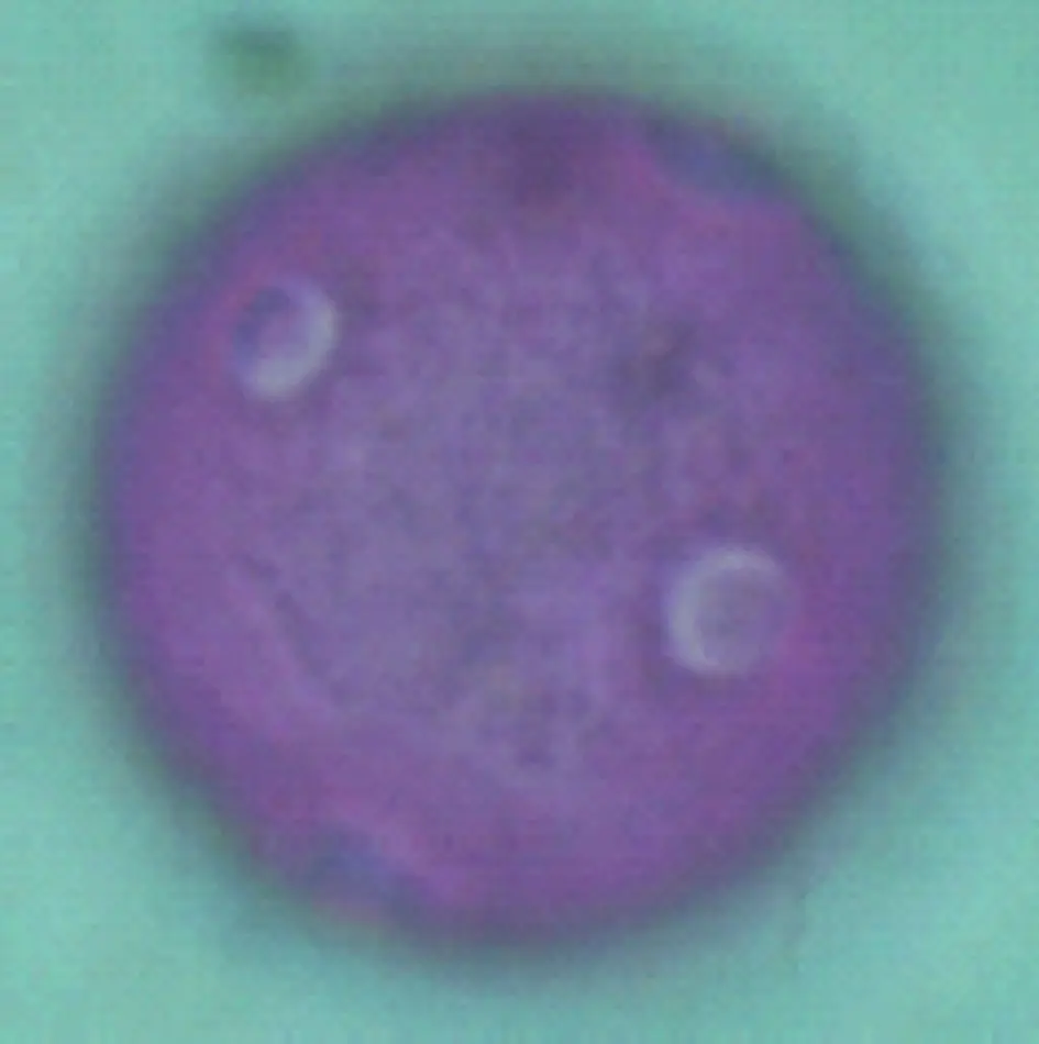 Microscopio óptico - Plantago