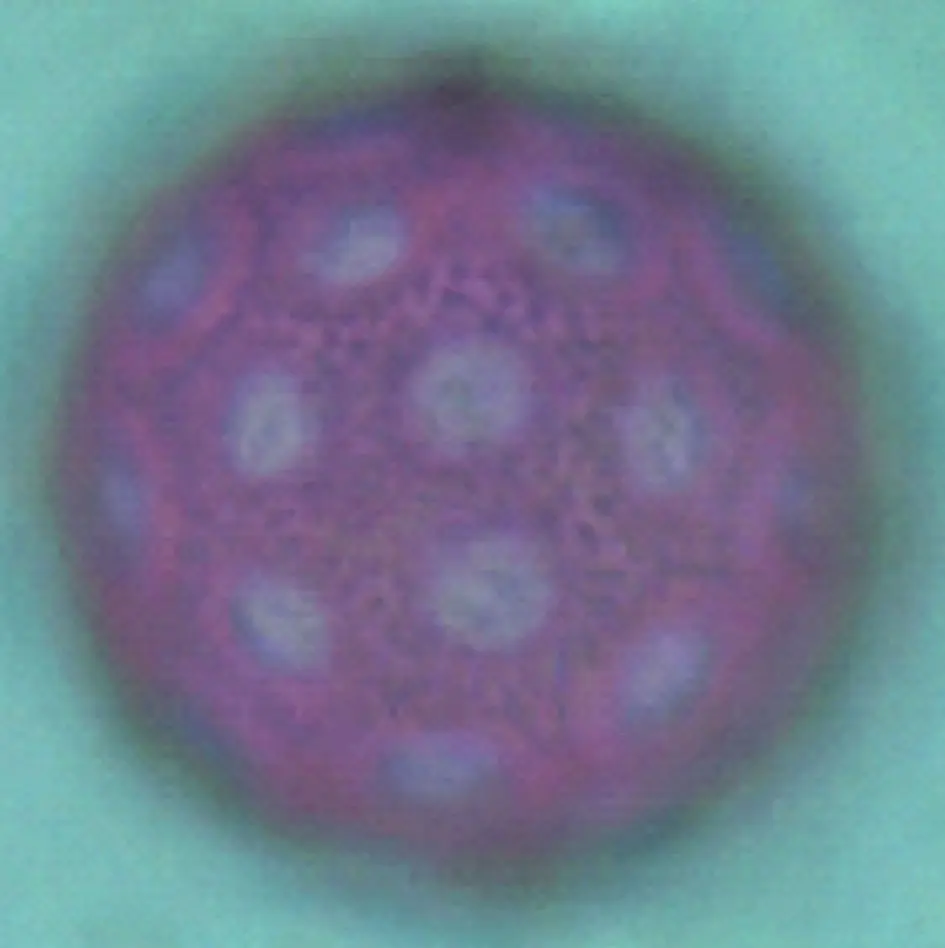 Microscopio óptico - Salsola